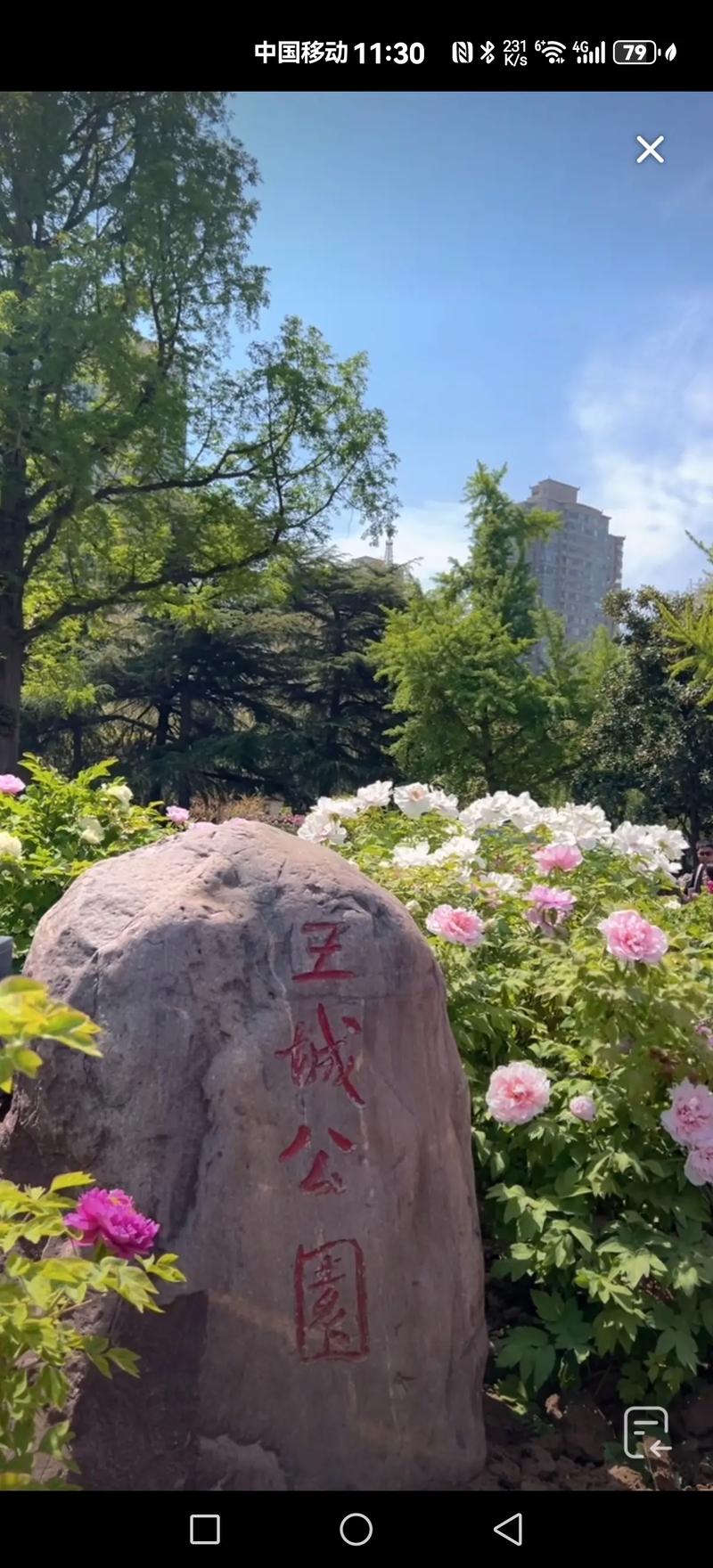 王城丹香迎宾#洛阳牡丹文化节 赏花🌸听歌🎶春游 旅拍