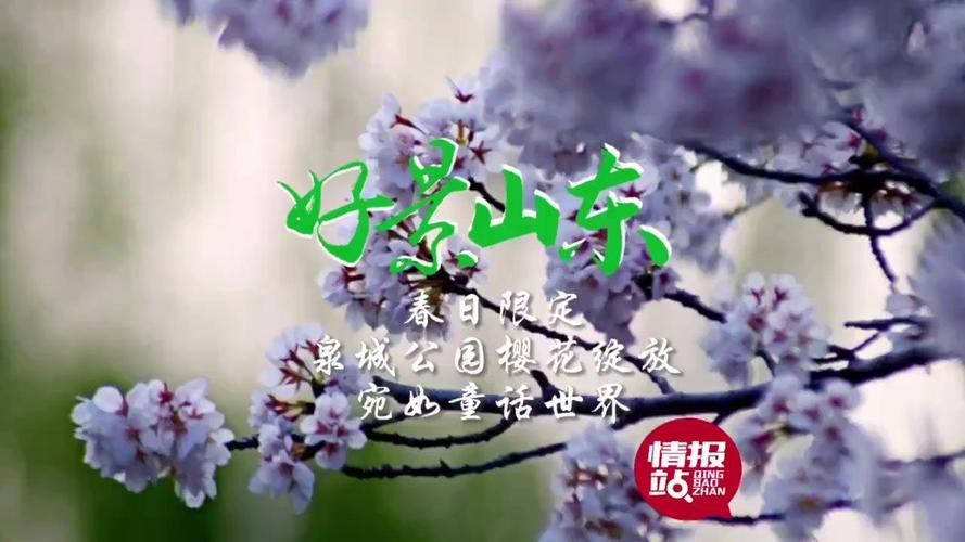 果然视频|泉城公园琼花盛放，烟花三月”的诗意在此演绎