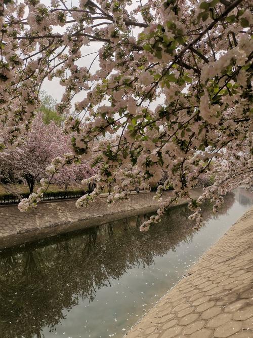 泉城公园各色春花逐渐凋落，请您欣赏落花美景