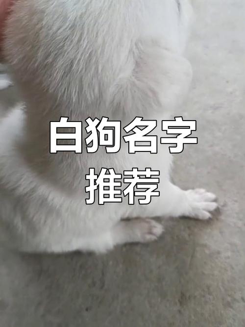 2024新澳开奖记录,白狗的名字,全面释义、解释与落实与警惕虚假宣传