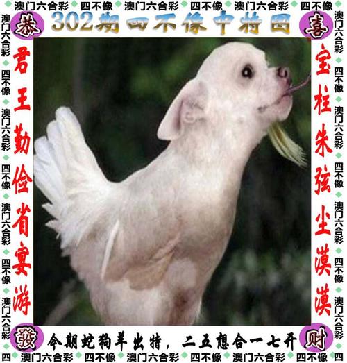 2024香港今晚开奖号码39期和2024澳门正版资料免费大全精准四不像全面释义、专家解释与落实与警惕虚假宣传